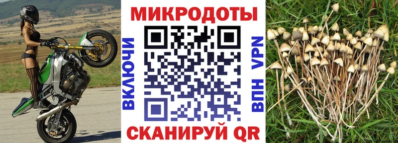 Псилоцибиновые грибы Cubensis  Дыгулыбгей 